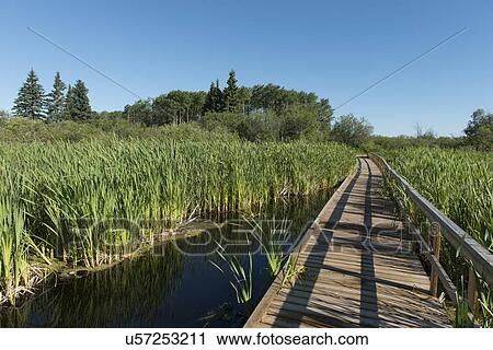 Stock Image - Boardwalk in a Marsh, Riding Mountain National Park, Manitoba, Canada. Fotosearch