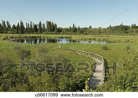 Stock Photo - Boardwalk in a Marsh, Riding Mountain National Park, Manitoba, Canada. Fotosearch