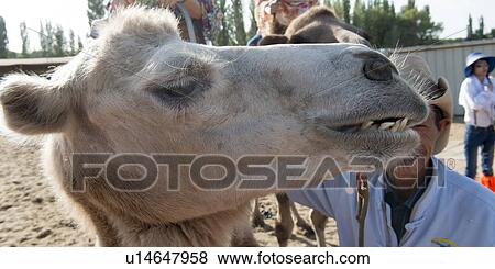 Stock Photo - Camel with a man at Mingsha Shan, Dunhuang, Jiuquan, Gansu Province, China. Fotosearch