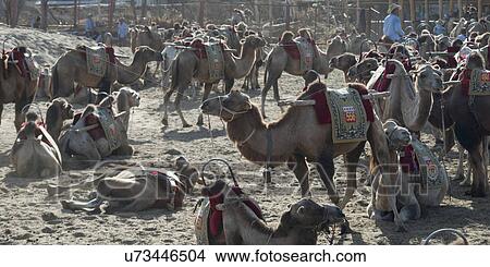 Camels at Mingsha Shan, Dunhuang, Jiuquan, Gansu Province, China View Large Photo Image Picture - Camels at Mingsha Shan, Dunhuang, Jiuquan, Gansu Province, China. Fotosearch