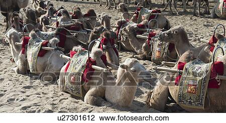 Stock Image - Camels at Mingsha Shan, Dunhuang, Jiuquan, Gansu Province, China. Fotosearch