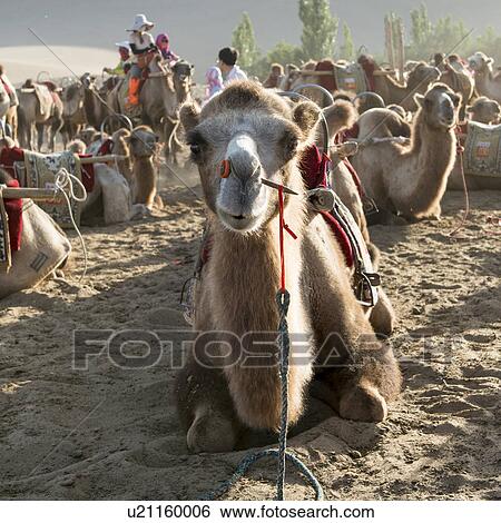Stock Photograph - Camels at Mingsha Shan, Dunhuang, Jiuquan, Gansu Province, China. Fotosearch