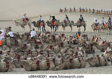 Camels with tourists at Mingsha Shan, Dunhuang, Jiuquan, Gansu Province, China View Large Photo Image Stock Image - Camels with tourists at Mingsha Shan, Dunhuang, Jiuquan, Gansu Province, China. Fotosearch