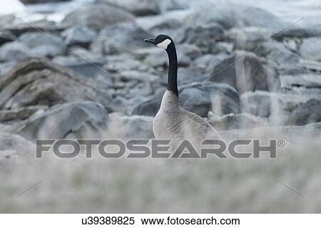 Stock Photography - Canada Goose at provincial park, Riverton, Hecla Grindstone Provincial Park, Manitoba, Canada. Fotosearch