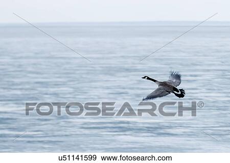 Stock Photo - Canada Goose flying over Lake Winnipeg, Riverton, Hecla Grindstone Provincial Park, Manitoba, Canada. Fotosearch