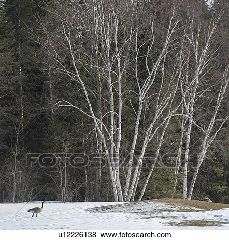 Stock Photo - Canada Goose walking in a snow covered landscape, Riverton, Hecla Grindstone Provincial Park, Manitoba, Canada. Fotosearch