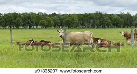 Stock Photo - Cattle in a field, Manitoba, Canada. Fotosearch