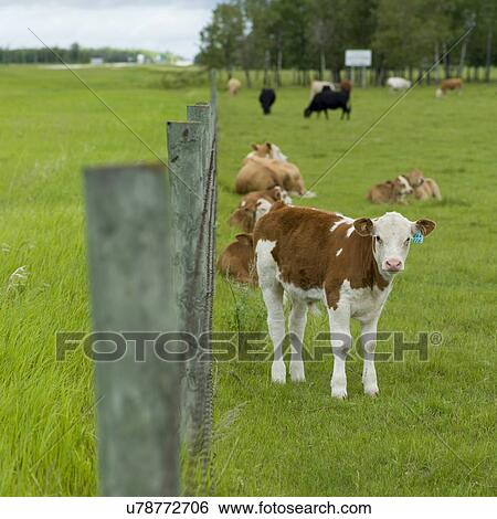 Cattle in a field, Manitoba, Canada View Large Photo Image Stock Photograph - Cattle in a field, Manitoba, Canada. Fotosearch