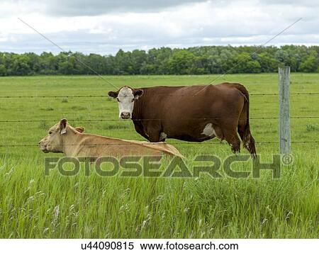 Cattle in a field, Manitoba, Canada View Large Photo Image Stock Photography - Cattle in a field, Manitoba, Canada. Fotosearch