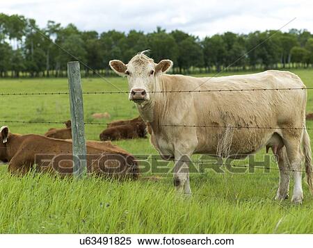 Stock Photography - Cattle in a field, Manitoba, Canada. Fotosearch