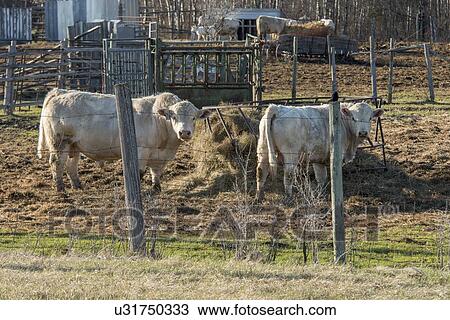 Cattle on a farm, Manitoba, Canada View Large Photo Image Stock Image - Cattle on a farm, Manitoba, Canada. Fotosearch