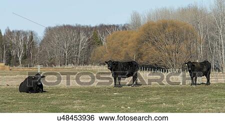 Stock Photograph - Cattle on a farm, Manitoba, Canada. Fotosearch