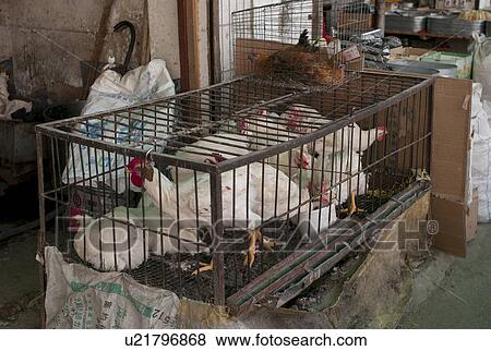 Stock Photo - Chickens in a cage, China. Fotosearch