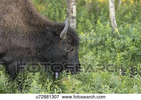 Stock Photo - Close-up of a bison, Lake Audy Campground, Riding Mountain National Park, Manitoba, Canada. Fotosearch