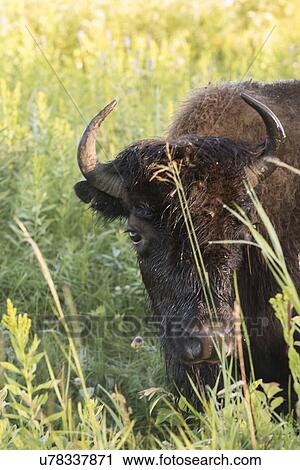 Stock Image - Close-up of a bison, Riding Mountain National Park, Manitoba, Canada. Fotosearch