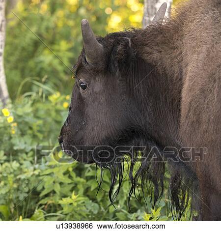 Stock Photograph - Close-up of a bison, Riding Mountain National Park, Manitoba, Canada. Fotosearch