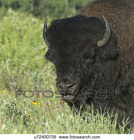 Stock Photography - Close-up of a bison, Riding Mountain National Park, Manitoba, Canada. Fotosearch