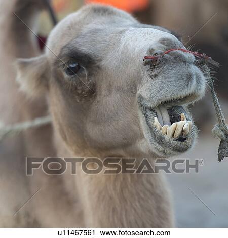 Stock Image - Close-up of a camel at Mingsha Shan, Dunhuang, Jiuquan, Gansu Province, China. Fotosearch