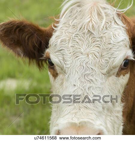 Stock Photo - Close-up of a cow, Manitoba, Canada. Fotosearch