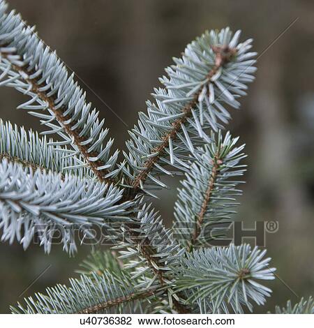 Stock Image - Close-up of a evergreen tree branch, Deception Pass State Park, Oak Harbor, Washington State, USA. Fotosearch