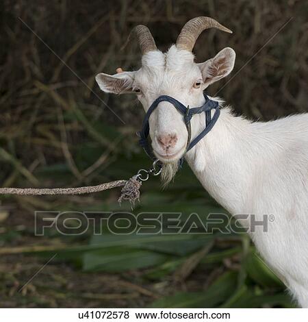 Stock Photo - Close-up of a goat, Dunhuang, Jiuquan, Gansu Province, China. Fotosearch