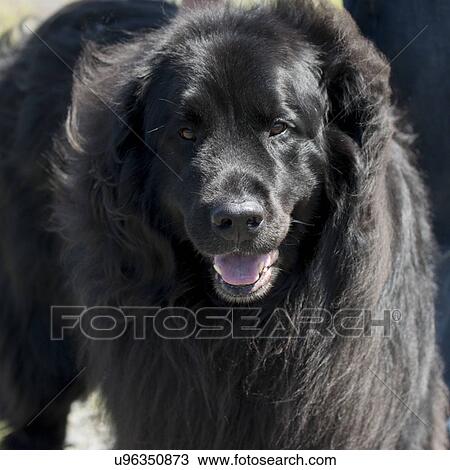 Close-up of a Newfoundland dog, Norris Point, Gros Morne National Park, Newfoundland And Labrador, Canada View Large Photo Image Stock Image - Close-up of a Newfoundland dog, Norris Point, Gros Morne National Park, Newfoundland And Labrador, Canada. Fotosearch