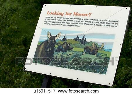 Close-up of a sign board with information about moose, Hecla Grindstone Provincial Park, Manitoba, Canada View Large Photo Image Stock Photo - Close-up of a sign board with information about moose, Hecla Grindstone Provincial Park, Manitoba, Canada. Fotosearch