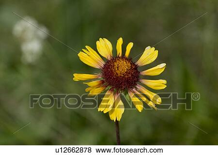 Close-up of a yellow daisy, Lake Audy Campground, Riding Mountain National Park, Manitoba, Canada View Large Photo Image Stock Photo - Close-up of a yellow daisy, Lake Audy Campground, Riding Mountain National Park, Manitoba, Canada. Fotosearch