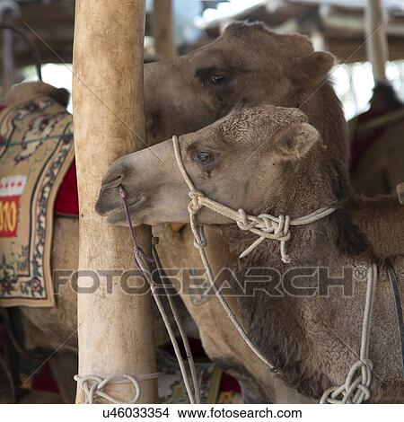 Close-up of camels, Dunhuang, Jiuquan, Gansu Province, China View Large Photo Image Picture - Close-up of camels, Dunhuang, Jiuquan, Gansu Province, China. Fotosearch