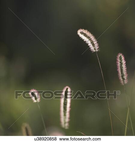 Close-up of grass, Dunhuang, Jiuquan, Gansu Province, China View Large Photo Image Stock Photo - Close-up of grass, Dunhuang, Jiuquan, Gansu Province, China. Fotosearch