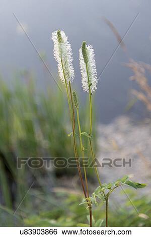 Stock Photograph - Close-up of grass, Skerwink Trail, Port Rexton, Bonavista Peninsula, Newfoundland And Labrador, Canada. Fotosearch
