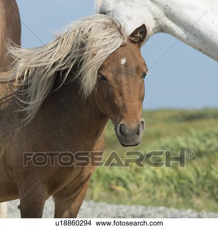 Picture - Close-up of horses, Bonavista, Bonavista Peninsula, Newfoundland And Labrador, Canada. Fotosearch