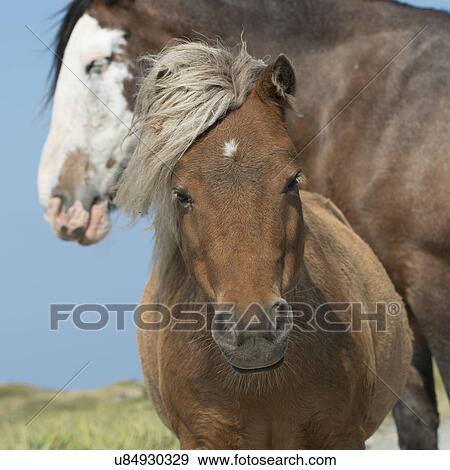 Stock Photo - Close-up of horses, Bonavista, Bonavista Peninsula, Newfoundland And Labrador, Canada. Fotosearch