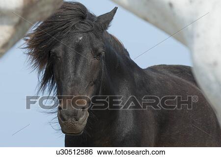 Stock Photograph - Close-up of horses, Bonavista, Bonavista Peninsula, Newfoundland And Labrador, Canada. Fotosearch