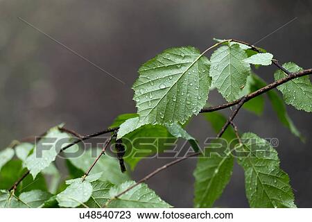 Close-up of leaves, Hecla Grindstone Provincial Park, Manitoba, Canada View Large Photo Image Stock Image - Close-up of leaves, Hecla Grindstone Provincial Park, Manitoba, Canada. Fotosearch