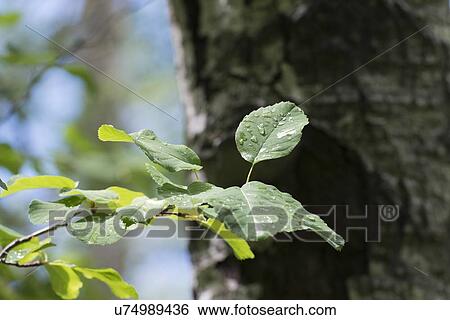 Close-up of leaves, Hecla Grindstone Provincial Park, Manitoba, Canada View Large Photo Image Stock Photograph - Close-up of leaves, Hecla Grindstone Provincial Park, Manitoba, Canada. Fotosearch