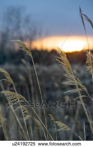 Stock Photography - Close-up of reeds at sunset, Hecla Grindstone Provincial Park, Manitoba, Canada. Fotosearch