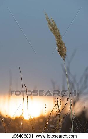 Stock Image - Close-up of reeds at sunset, Riverton, Hecla Grindstone Provincial Park, Manitoba, Canada. Fotosearch