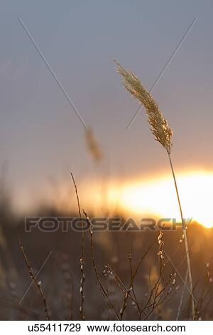 Stock Photo - Close-up of reeds at sunset, Riverton, Hecla Grindstone Provincial Park, Manitoba, Canada. Fotosearch