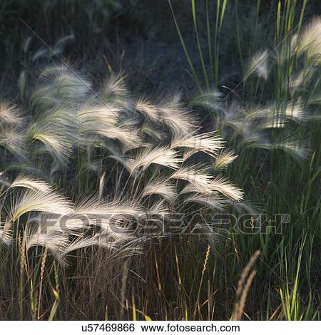 Close-up of reeds, Ridgewood South, Winnipeg, Manitoba, Canada View Large Photo Image Stock Photograph - Close-up of reeds, Ridgewood South, Winnipeg, Manitoba, Canada. Fotosearch