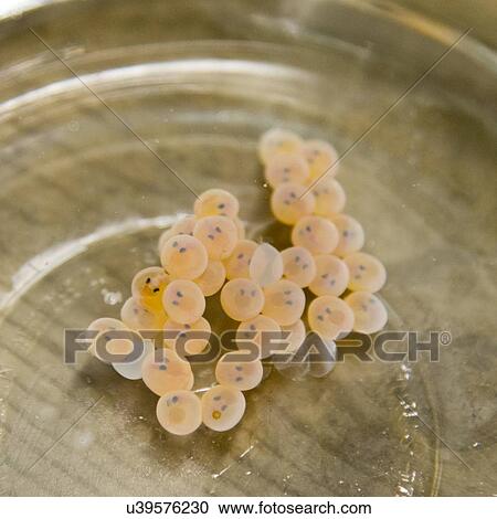 Stock Image - Close-up of salmon eggs, Gros Morne National Park, Newfoundland And Labrador, Canada. Fotosearch