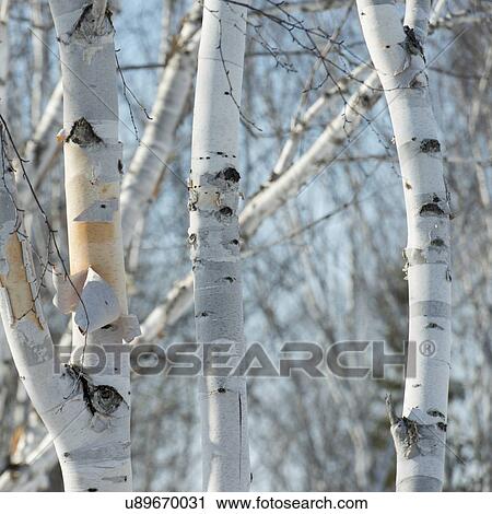 Stock Image - Close-up of trees, Riverton, Hecla Grindstone Provincial Park, Manitoba, Canada. Fotosearch