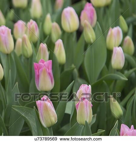 Close-up of tulip flowers, Washington State, USA View Large Photo Image Stock Photo - Close-up of tulip flowers, Washington State, USA. Fotosearch