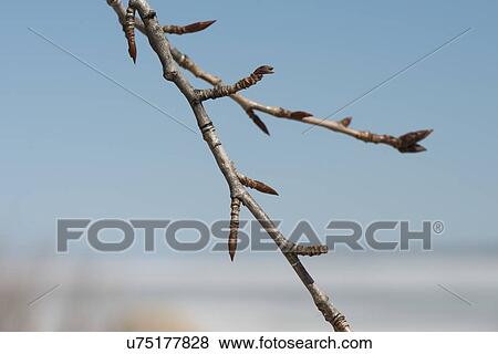Stock Photo - Close-up of twigs, Hecla Grindstone Provincial Park, Manitoba, Canada. Fotosearch