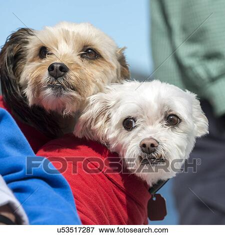 Stock Photo - Close-up of two cute dogs, Norris Point, Gros Morne National Park, Newfoundland And Labrador, Canada. Fotosearch