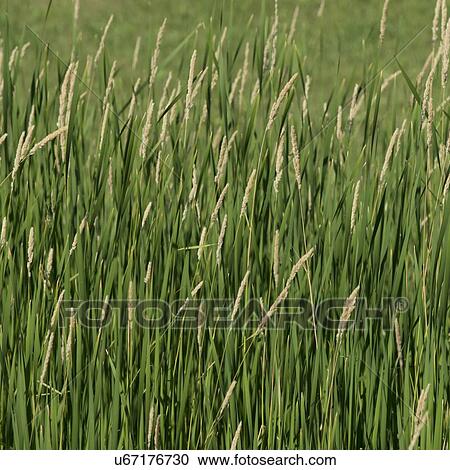 Close-up of wheat field, East Selkirk, Manitoba, Canada View Large Photo Image Stock Image - Close-up of wheat field, East Selkirk, Manitoba, Canada. Fotosearch