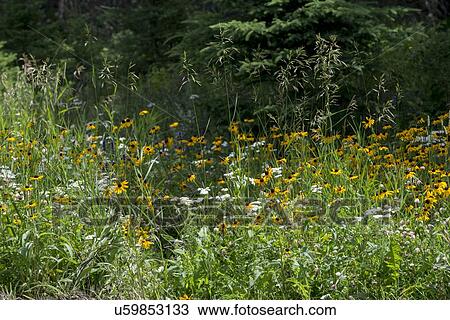 Stock Image - Close-up of wild flowers in a field, Lake Audy Campground, Riding Mountain National Park, Manitoba, Canada. Fotosearch