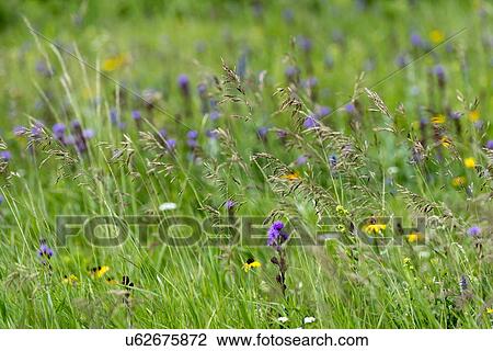 Close-up of wild flowers in a field, Lake Audy Campground, Riding Mountain National Park, Manitoba, Canada View Large Photo Image Stock Image - Close-up of wild flowers in a field, Lake Audy Campground, Riding Mountain National Park, Manitoba, Canada. Fotosearch