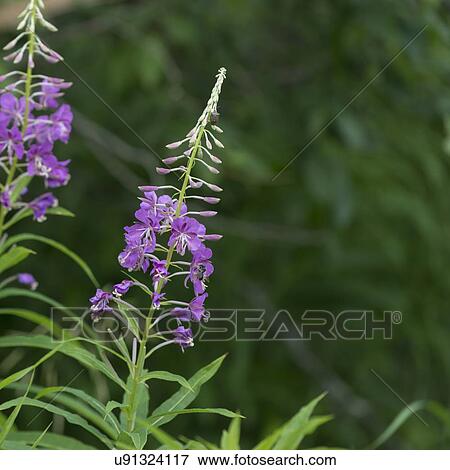 Stock Photo - Close-up of wild flowers, Riding Mountain National Park, Manitoba, Canada. Fotosearch