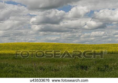 Clouds over a prairie landscape, Lake Audy Campground, Riding Mountain National Park, Manitoba, Canada View Large Photo Image Stock Photograph - Clouds over a prairie landscape, Lake Audy Campground, Riding Mountain National Park, Manitoba, Canada. Fotosearch